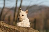 SCOTTISH TERRIER 046